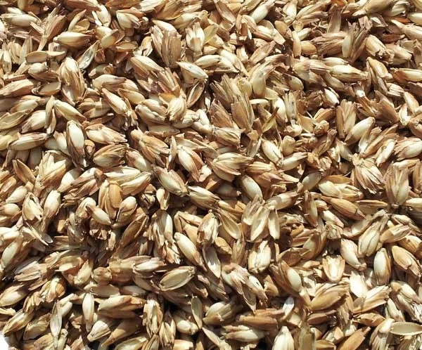 Bio-Dinkelspelzkissen 40x37cm Weiß Direkt Befüllt – Bild 2